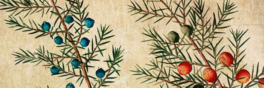 Storie di Gin tonic (Episodio 1)